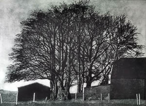The Beeches